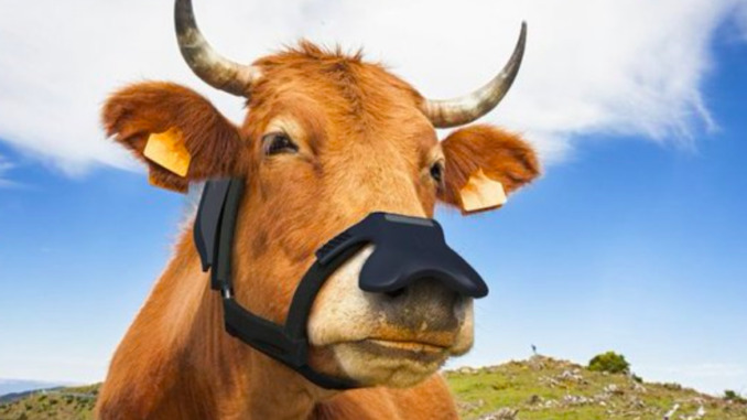 Bill Gates kondigt subsidie ​​van $4,7 miljoen aan voor mondmaskers voor koeien